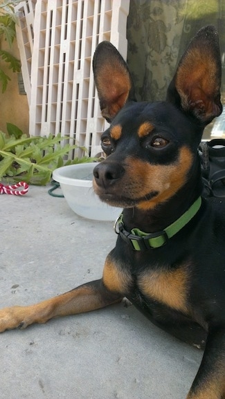 Buddy the ChiPin is laying on a porch in front of a clear plastic water bowl and looking forward